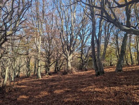 I colori nel bosco in autunno in montagna