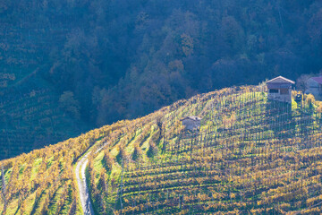 Prosecco Hills