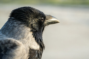Intelligentes Porträt einer Nebelkrähe (Corvus cornix). Nahaufnahme des Kopfes, die besonders den kräftigen Schnabel und das wachsame Auge des Vogels im Detail zeigt.