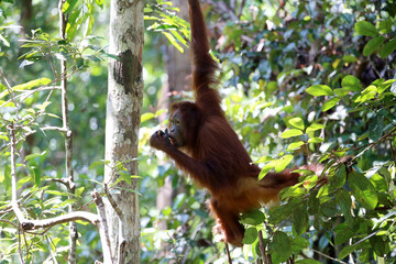 Orangutans in Tanjung Puting National Park, Kalimantan, Indonesia