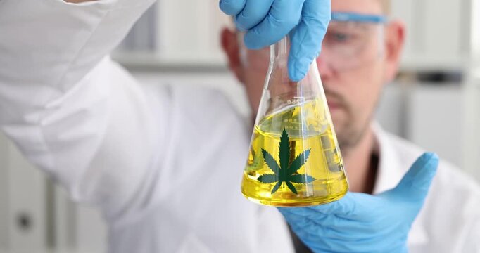 Researcher holds conical flask with yellow liquid and cannabis symbol. Chemist observes sample adjusting grip and inspects clarity under lab light