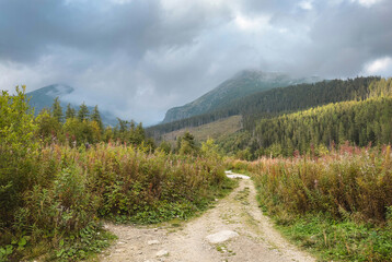 Scenic mountain landscape featuring a dirt hiking trail winding through a meadow with tall grass and wildflowers