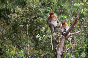 Bekantan or proboscis monkey is a type of long-nosed monkey with reddish-black fur. This animal is endemic to the island of Borneo.	