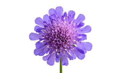 Close-up of a vibrant purple Scabiosa flower on white.
