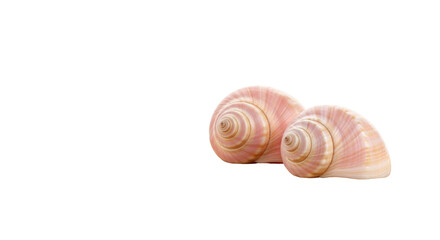 Isolated pair of natural seashells, perfect for a marine or beach-themed background