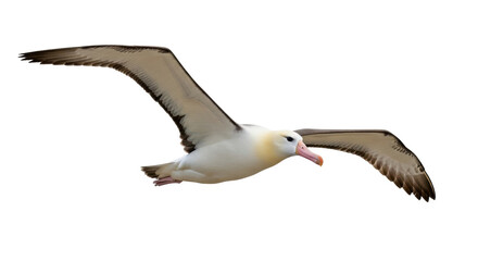 Isolated albatross flying, wings spread, gliding through air, avian elegance in motion