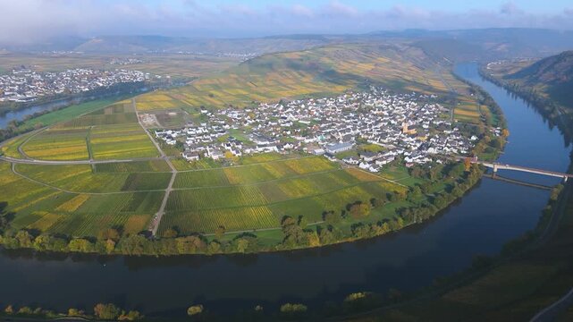Moselle Valley with loop of Mosel river, aerial view, riesling wine growing on vine, vineyard landscape in autumn, agriculture in Trittenheim, Germany