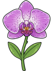 orchid flower