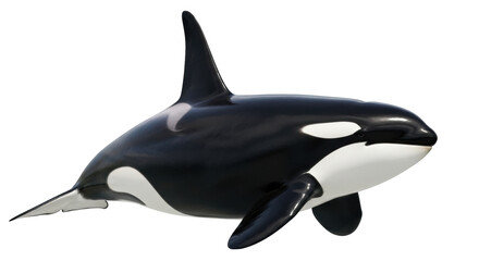 Isolated orca killer whale, aquatic mammal with black and white coloration and sharp teeth