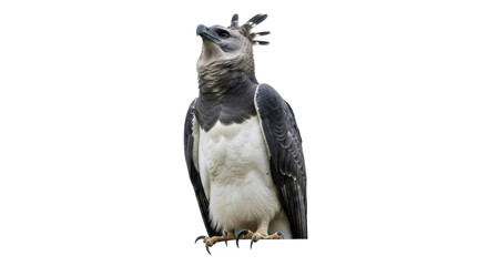 Isolated Harpy Eagle looking upward, majestic bird of prey perched ready to strike prey