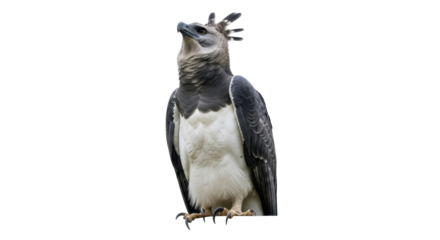 Isolated Harpy Eagle looking upward, majestic bird of prey perched ready to strike prey