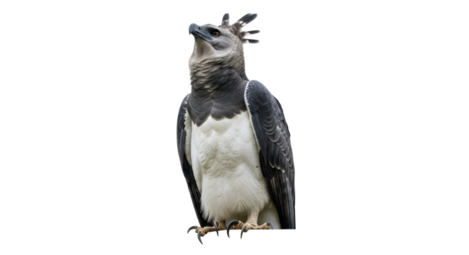 Isolated Harpy Eagle looking upward, majestic bird of prey perched ready to strike prey
