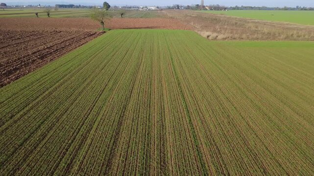 Pianura Padana, campi di grano appena nato, strade di campagna, passegiate, cascinali, gelsi dal drone - San Giuliano Vecchio -  Alessandria - Piemonte - Italia