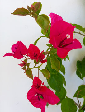 red bougainvillea white background,  paper flowers 