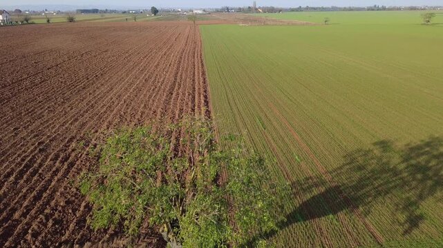 Pianura Padana, campi di grano appena nato, strade di campagna, passegiate, cascinali, gelsi dal drone - San Giuliano Vecchio -  Alessandria - Piemonte - Italia