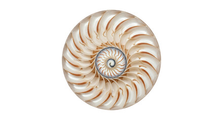 Isolated Seashell cut nautilus, shell pattern, Fibonacci sequence, golden ratio design