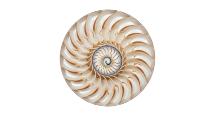Isolated Seashell cut nautilus, shell pattern, Fibonacci sequence, golden ratio design