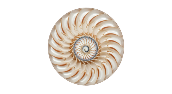 Isolated Seashell cut nautilus, shell pattern, Fibonacci sequence, golden ratio design