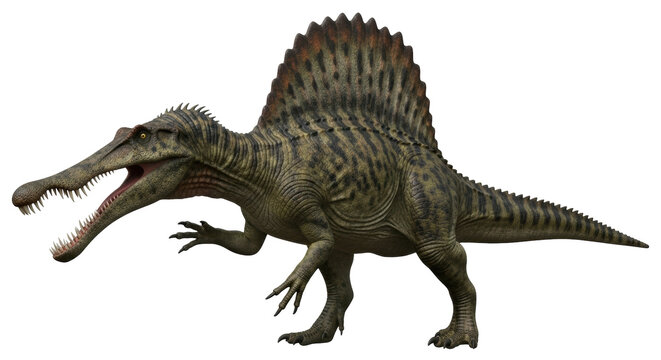 Isolated Spinosaurus dinosaur prehistoric predator, extinct Jurassic animal species on display