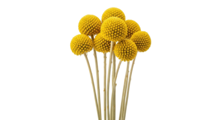 Isolated bouquet of billy buttons flowers ready to add a ray of sunshine to any craft or design