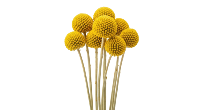 Isolated bouquet of billy buttons flowers ready to add a ray of sunshine to any craft or design