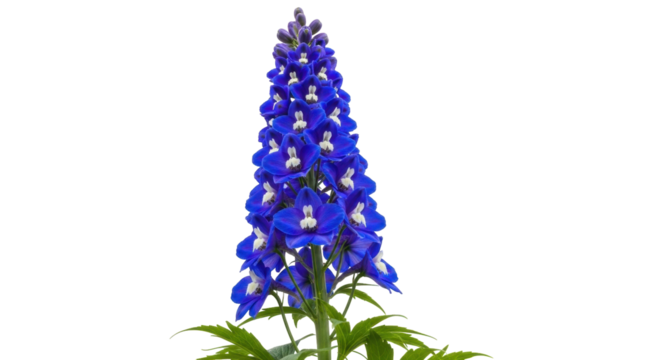 Isolated delphinium flower blooming with vibrant blue petals and delicate white accents