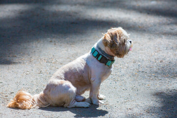 shih tzu dog sits on the road in a park in summer 