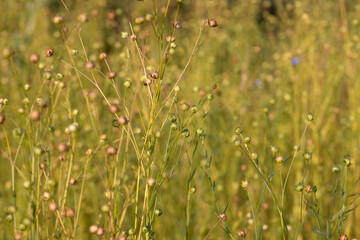 flax seeds in a field before harvesting and preparing flax sprouts for fiber production, a monoculture field with a flax crop for the manufacture of both food and fabrics for sewing clothes