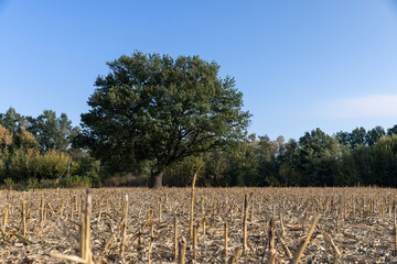 Obraz premium tall oak with green foliage in a field after the corn harvest, one old oak against the blue sky in a field with stubble from corn in the autumn season