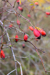 red rosehip fruits on shrub branches in the autumn , beautiful rosehip fruits in cloudy autumn weather on a foggy morning