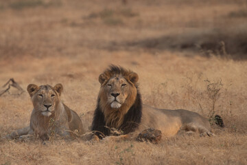 lion and lioness