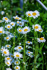 chamomile flower blooms in the garden 