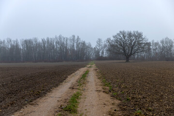 a narrow track for cars to drive through a plowed field in the autumn season, late autumn with cloudy weather and a gray sky , an old oak tree grows in the field