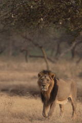 lion piture
