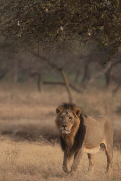 lion piture
