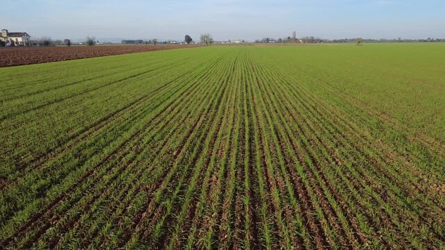 Pianura Padana, campi di grano appena nato, strade di campagna, passegiate, cascinali, gelsi dal drone - San Giuliano Vecchio -  Alessandria - Piemonte - Italia