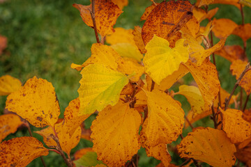 A close-up of a bush with yellow and orange autumn leaves, some with brown spots. The bright foliage stands out against a blurred grassy background.