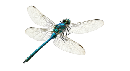 Isolated Emerald Dragonfly Insect Macro with Four Wings, Beautiful and Colorful Body