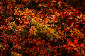 A vibrant shrub covered with small autumn leaves in shades of red, orange and yellow, creating a richly textured, colorful pattern. Natural background in warm tones.