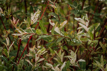 A close-up of the leaves of a variegated willow  with red stems showing shades of green, white and pink. The wet leaves indicate recent rain.