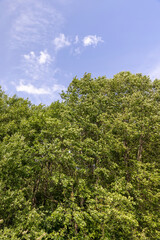 mixed forest with different types of trees in sunny, warm weather with large and strong winds in summer, trees growing in the summer during the daytime