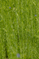 a field with flax during the beginning of flowering in the summer, a beautiful field with long flax plants in the summer