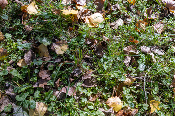 green grass and fallen yellow dry foliage from deciduous trees at the beginning of leaf fall, colorful foliage lying on the ground in the autumn season in warm weather