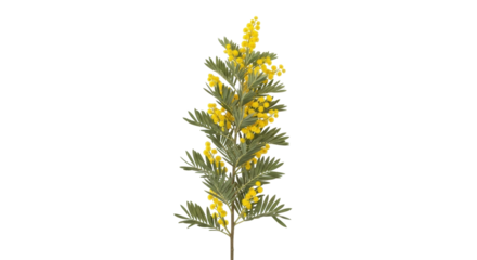 Isolated Mimosa blossom spray for greeting cards or invitations, yellow flowers spring season