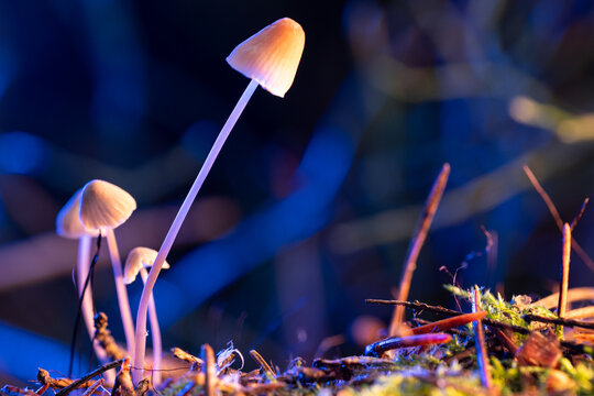 A toadstool mushroom on a thin stem, nestled in the moss of an autumn forest. The mystical illumination of the swamp, the cool background, and the warm glow of the mushrooms.
