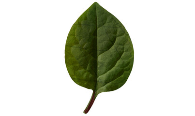 Green leaf vector illustration, Leaf illustration, Foliage for organic, eco, nature concepts, green leaf vector, leaf illustration, foliage design, botanical vector, eco design, nature concept art,