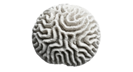 Isolated Brain Coral specimen on a neutral backdrop of marine invertebrate, life, and nature