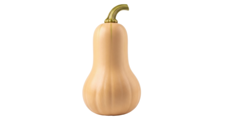 Isolated butternut squash in studio for organic cooking ideas and autumn harvest season