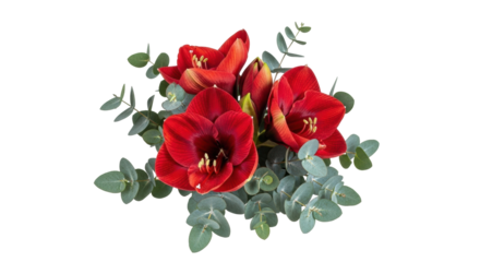 Isolated arrangement of amaryllis flowers and eucalyptus foliage against no background