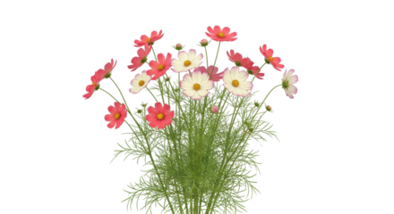 Isolated bouquet of cosmos flowers with pink and white petals on thin green stems isolated